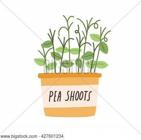 Green Fresh Pea Shoots Growing In Pot. Sprouts Of Microgreens In Planter. Organic Micro Greens In Co