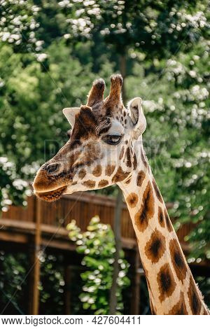 Rothschild's Giraffe.giraffe In Front Of Green Trees Looking In To Camera. Funny Giraffe´s Face. Fro
