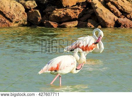 Beautiful Flamingos In The Wetlands Of San Pedro Del Pinatar, Murcia Province, On A Sunny Day Of Sum