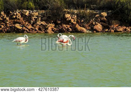Beautiful Flamingos In The Wetlands Of San Pedro Del Pinatar, Murcia Province, On A Sunny Day Of Sum