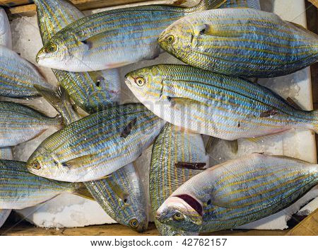 SARPA Salpalinjen fisk på markedet