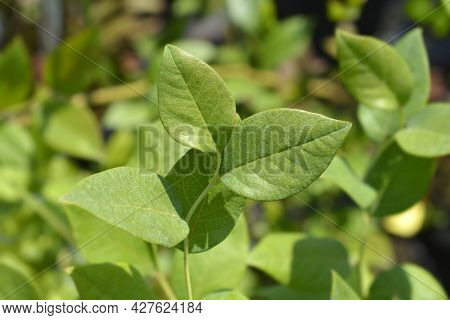Highbush Blueberry Leaves - Latin Name - Vaccinium Corymbosum