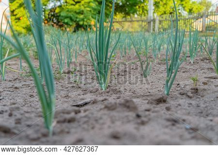 Green Onions In The Garden Close-up On A Summer Day