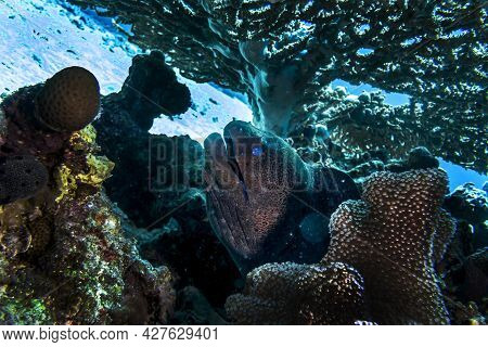 Moray Eel Hunting On The Red Sea Reef