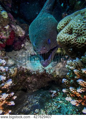Moray Eel Hunting On The Red Sea Reef