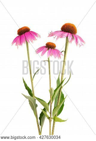 Echinacea Purpurea Flowers Isolated On White Background. Medicinal Herbal Plant.