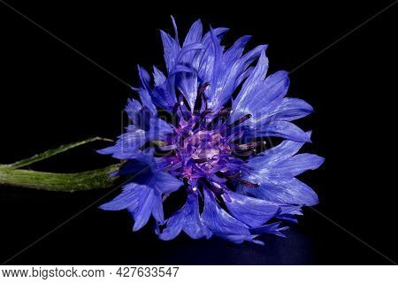 Blue Cornflower (centaurea Cyanus) On A Black Background. Poster.