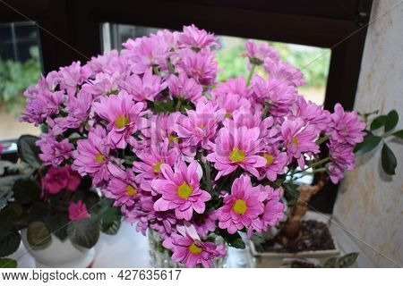 Purple Blooming Flowers In Summer At A Window