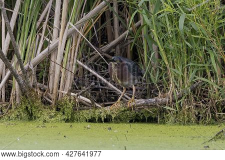 The Green Heron (butorides Virescens) On The Hunt
