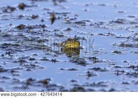 The Green Frog (lithobates Clamitans ) Is A Species Of Frog Native To Eastern North America