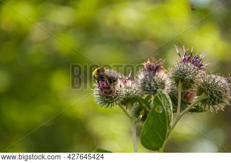 Blooming medicinal plant burdock. Arctium lappa commonly called greater burdock.