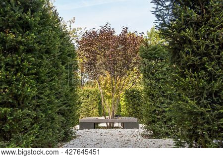 Prunus Cerasifera , Splayed Plum In The Garden, Autumn View.