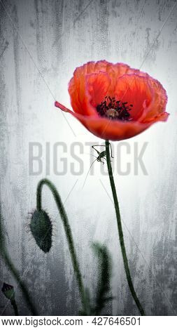 Stylized Picture Of A Poppy.
Red Poppy In All Its Glory.