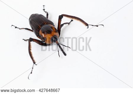 Red Palm Weevil, Rhynchophorus Ferrugineus,isolated On White