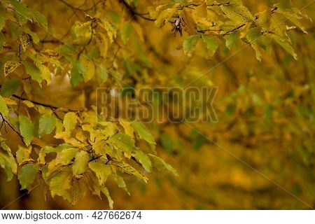 Fall, Autumn, Leaves Background. A Tree Branch With Autumn Leaves On A Blurred Background. Landscape