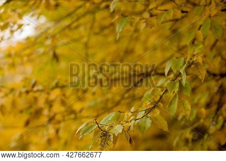 Fall, Autumn, Leaves Background. A Tree Branch With Autumn Leaves On A Blurred Background. Landscape