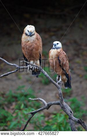 Closeup Of Two Black-collared Hawks (busarellus Nigricollis) Sitting On Dead Branch Pampas Del Yacum