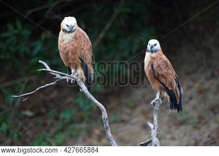 Closeup Of Two Black-collared Hawks (busarellus Nigricollis) Sitting On Dead Branch In Pampas Del Ya