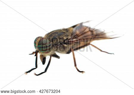 Side View Of A Horsefly, Tabanus, Isolated On White, Selective Focus