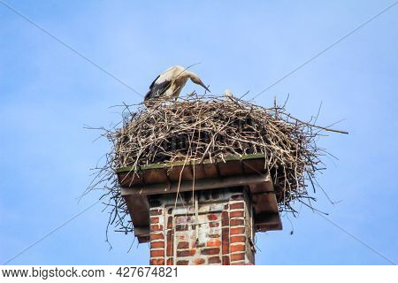A Stork Looks After Its Young High Up In The Storks Nest.
