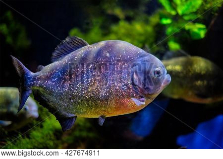 Red-bellied piranha (red piranha) Pygocentrus nattereri underwater