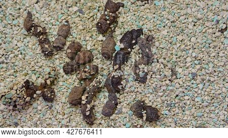 Cat Feces In An Uncollected Litter Box With Litter, Close-up