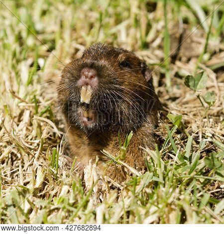 Pocket Gopher Peeking Out Of Burrow And Starring At Camera. Santa Clara County, California, Usa.