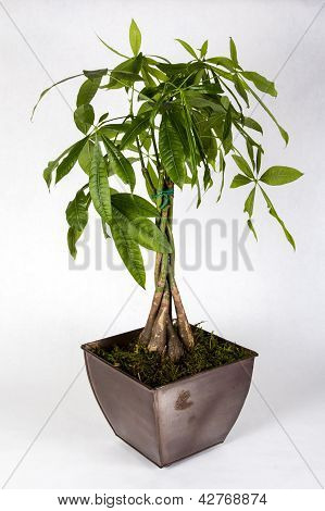 Hrnková Pachira aquatica