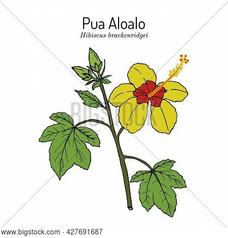 Pua Aloalo, Or Yellow Hibiscus Hibiscus Brackenridgei , State Flower Of Hawaii. Hand Drawn Botanical