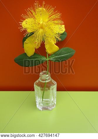 Hypericum Calycinum, St. John`s Wort Or Yellow Rose Of Sharon Bush Flower In Glass Perfume Bottle.