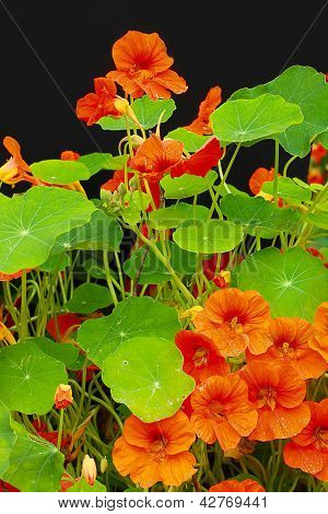 Güzel Nasturtium çiçekler yakın çekim