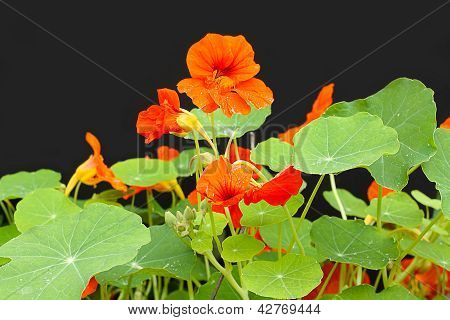 Güzel Nasturtium çiçekler yakın çekim