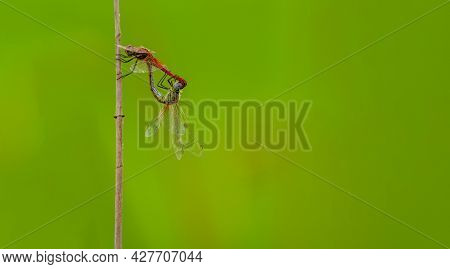 Dragonfles Copulating Over The Top Of The Stick With Blurred Background