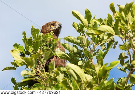 Brown Snake Eagle Circaetus Cinereus Sitting On A Tree, Kruger National Park, South Africa