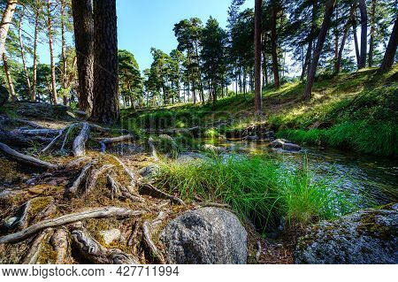 Tree Roots On The Ground With Large Stones And Transparent Stream Of Water.