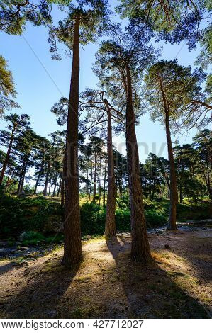 Giant Pine Forest In Mediterranean Landscape At Sunrise. Navacerrada.