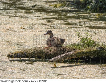 Female Mallard Sits On Her Nest In The Water Enjoying The Rising Sun