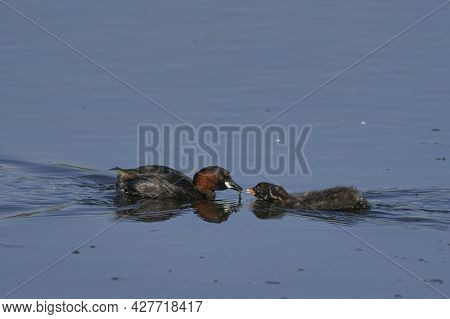 Little Grebe (tachybaptus Ruficollis) Feeding Its Chick On A Lake At Ham Wall In Somerset, United Ki
