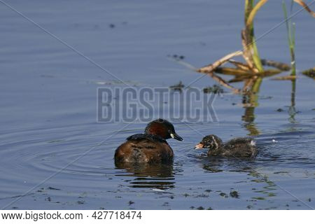 Little Grebe (tachybaptus Ruficollis) Feeding Its Chick On A Lake At Ham Wall In Somerset, United Ki