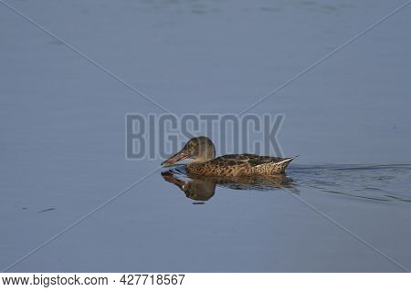 Female Shoveler (anas Clypeata) Swimming Across A Lake At Ham Wall In Somerset, United Kingdom.
