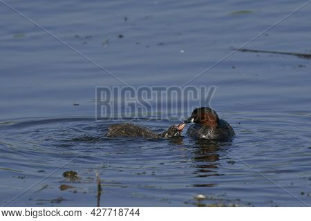 Little Grebe (tachybaptus Ruficollis) Feeding Its Chick On A Lake At Ham Wall In Somerset, United Ki