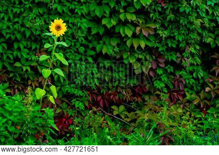 Alone Sunflower Background Green Foliage Parthenocissus Quinquefolia, Known As Virginia Creeper, Vic