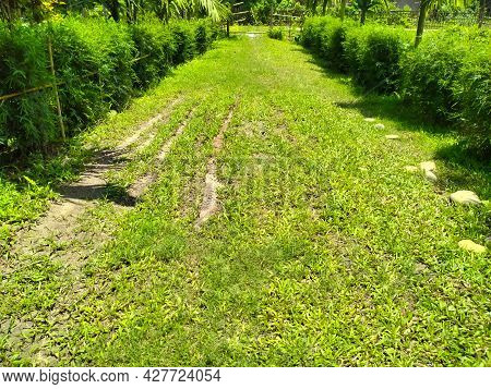 Dorrington Grass And Hedge Bamboo Wall Road