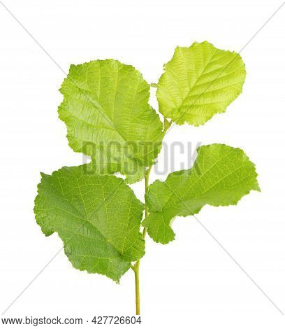 Green Hazelnut Leaves Isolated On White Background. Fresh Green Hazel Leaf.