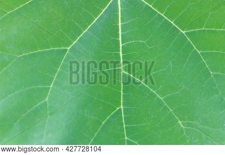 Paulownia Tomentosa With Beautiful Leaf Texture Background