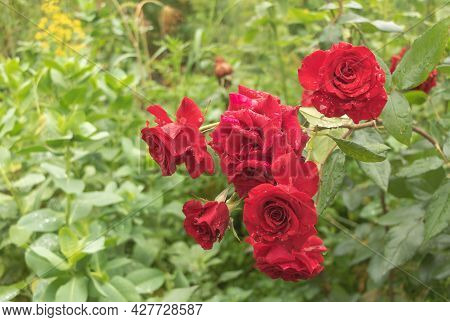 Closeup Of Red Roses In The Garden