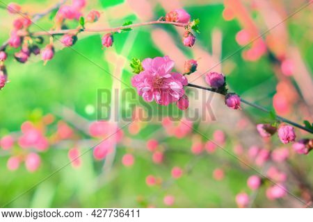 Blossoming Pink Flowers Of Almond Three-blade. Almonds Or Three-lobed Louisiana, Sakura, Blossoms In