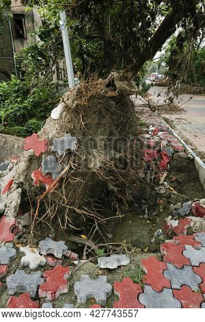 Super Cyclone Amphan Uprooted Tree And The Force Raised The Pavement. Tree Fell And Blocked Pavement