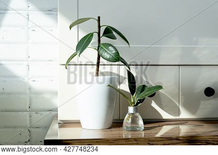 Ficus Cuttings. Breeding Potted Plants. Ficus Elastic