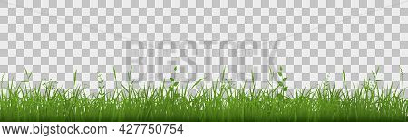 Green Grass Meadow Border. Spring Plant Field Lawn. Grass Background.